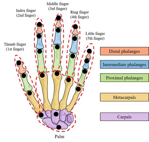 pinay finger|Pinky Finger Anatomy, Function & Diagram .